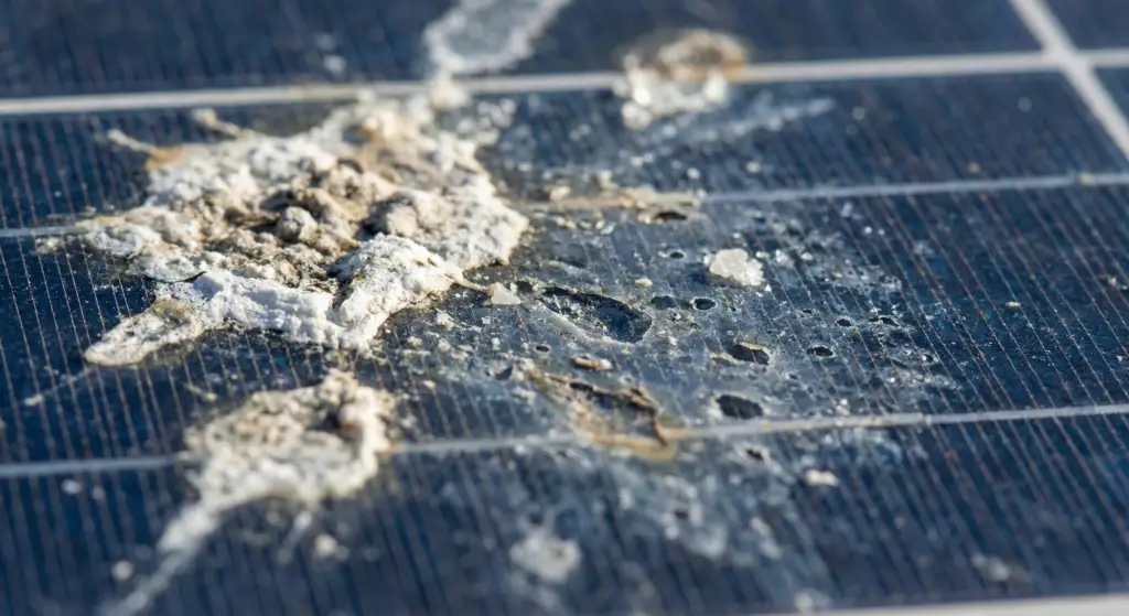 Close up of dried white bird droppings on solar panel glass causing acid etching damage.